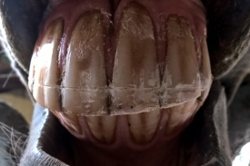 aufsteigender Diagonalbiss mit Smile und extremem Fehlwinkel (1) - reiterliche Probleme auf der rechten Hand und beim an den Zügel treten (die Durchlässigkeit war deutlich vermindert)