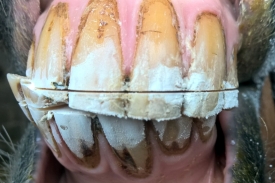 extremer Diagonalbiss mit Korrekturlinie - reiterliche Probleme auf der linken Hand